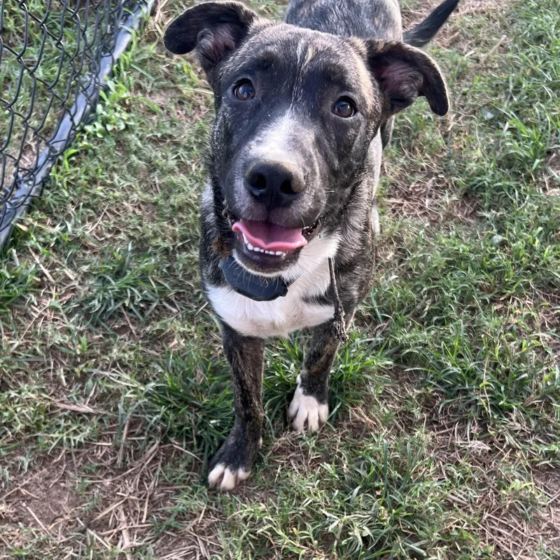 An adult medium-sized male Black Mixed Breed dog named Willie for adoption in Brewton, AL