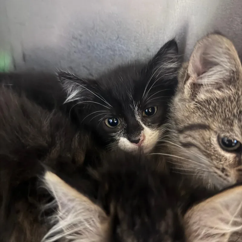 A baby small-sized female Black Domestic Short Hair cat named Gangle for adoption in South Haven, MI