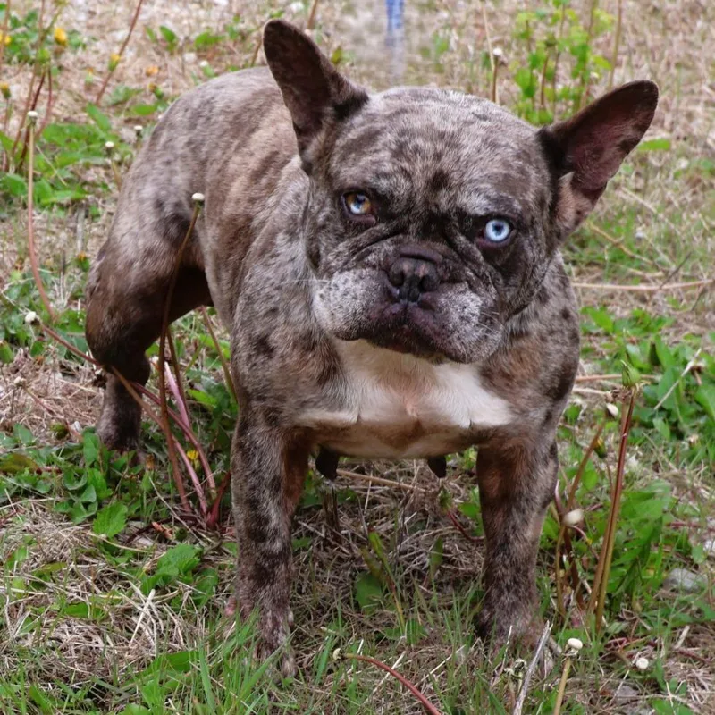 An adult small-sized female French Bulldog dog named Gemma for adoption in Zionsville, IN
