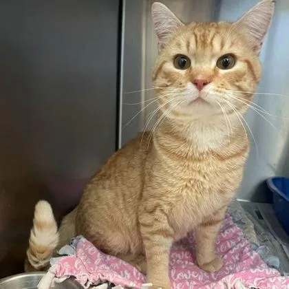 An adult medium-sized male Tabby (Orange / Red) Domestic Short Hair cat named Finnegan for adoption in Rochester, MN