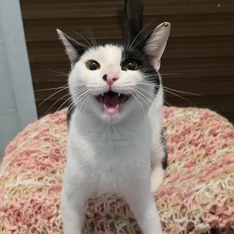A baby medium-sized female Black & White / Tuxedo Domestic Short Hair cat named Sinatra for adoption in Smithtown, NY