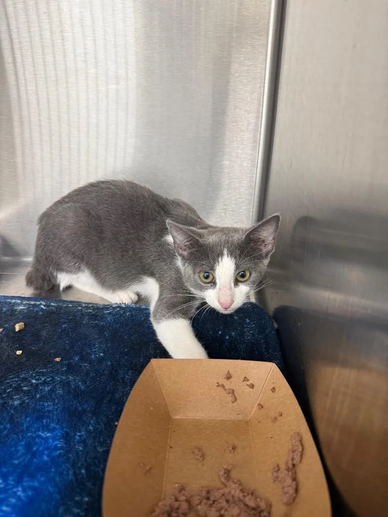 A baby medium-sized female Domestic Short Hair cat named Carrie for adoption in Hartsville, SC