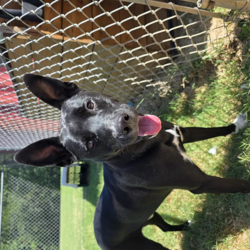 An adult medium-sized male Black Labrador Retriever dog named Pongo for adoption in Watauga, TX