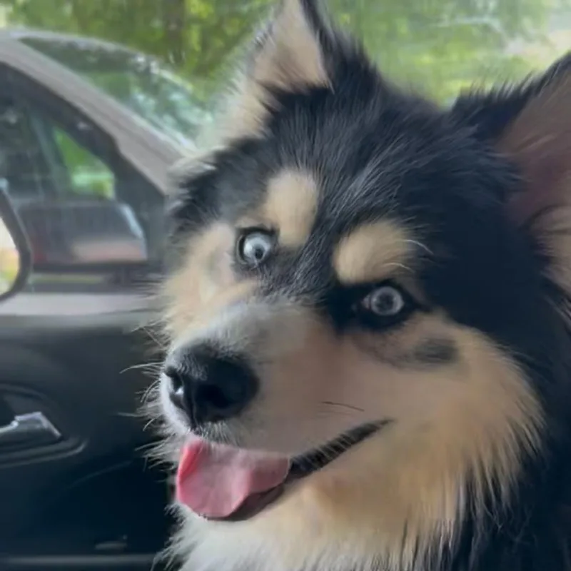 An adult medium-sized male Black Husky dog named Denali for adoption in Rockville, MD