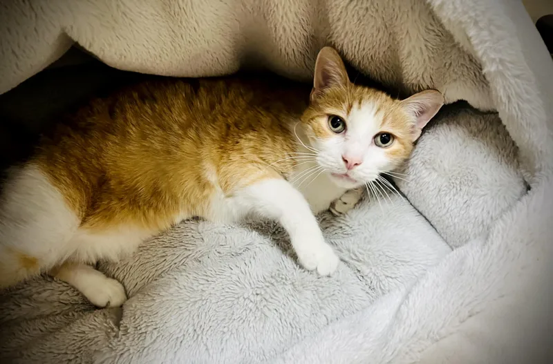 An adult medium-sized male Orange & White Domestic Short Hair cat named Oliver for adoption in Greenwich, CT