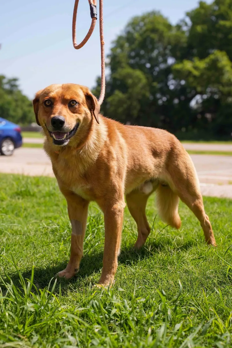 An adult medium-sized male Shepherd dog named Dean for adoption in Stillwater, OK