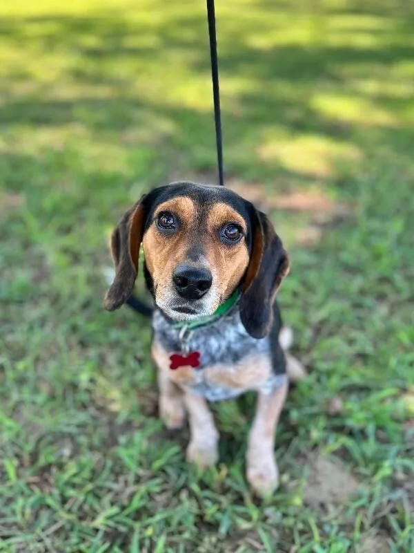 An adult medium-sized male Tricolor (Brown, Black, & White) Beagle dog named Larry for adoption in Aiken, SC