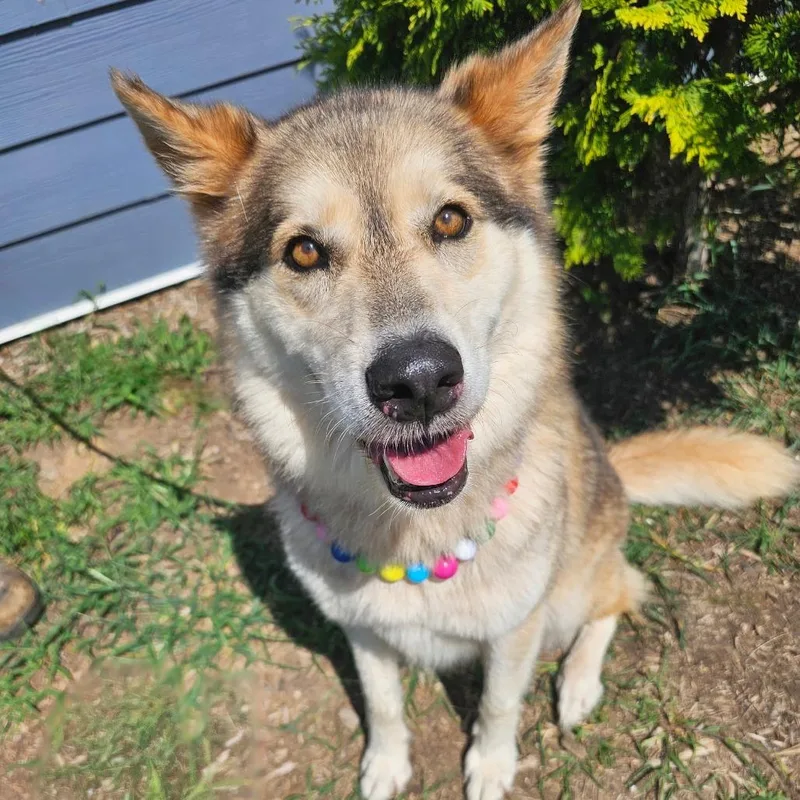 An adult large-sized female Brown / Chocolate Husky dog named Aura for adoption in Madisonville, TN