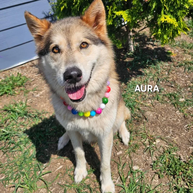 Aura thumbnail 2