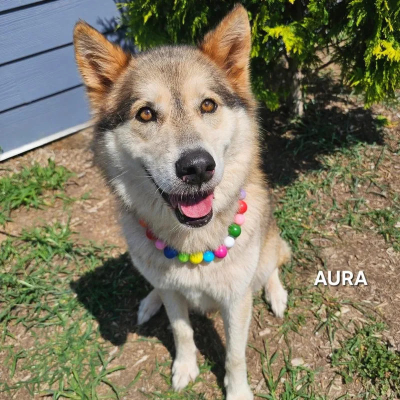 Aura thumbnail 5