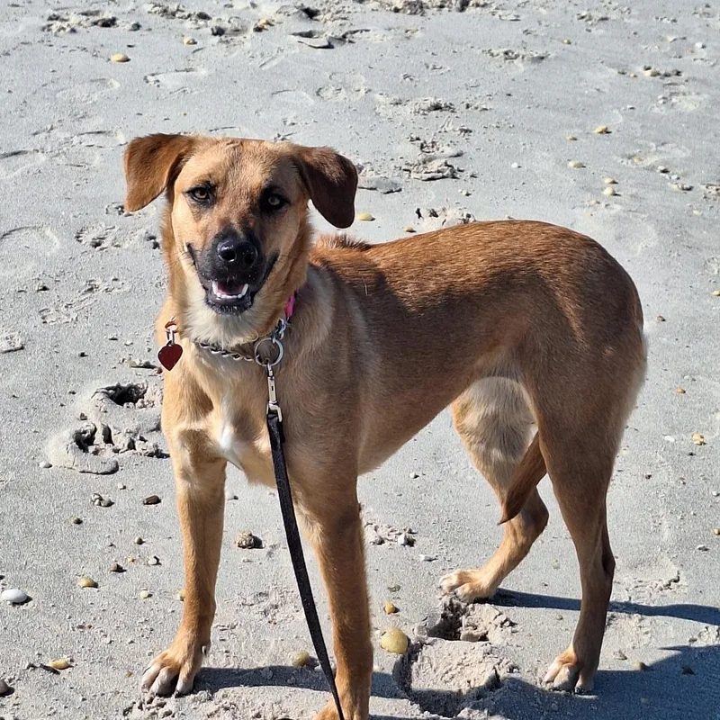 A young medium-sized female Red / Chestnut / Orange Retriever dog named Canela for adoption in Stephens City, VA
