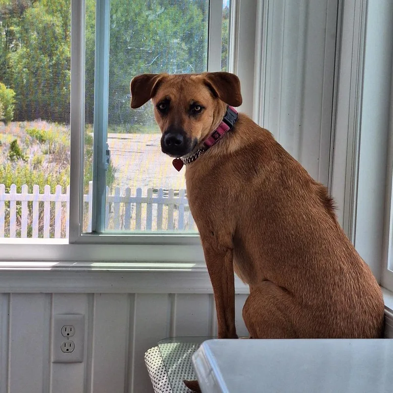 Canela thumbnail 3