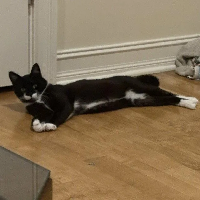 A young medium-sized male Black & White / Tuxedo Domestic Short Hair cat named Echo for adoption in Candler, NC