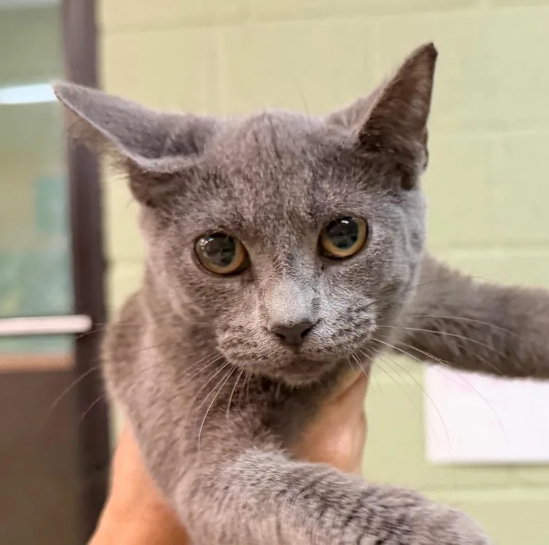 A baby medium-sized female Domestic Short Hair cat named Silky for adoption in Burnsville, NC
