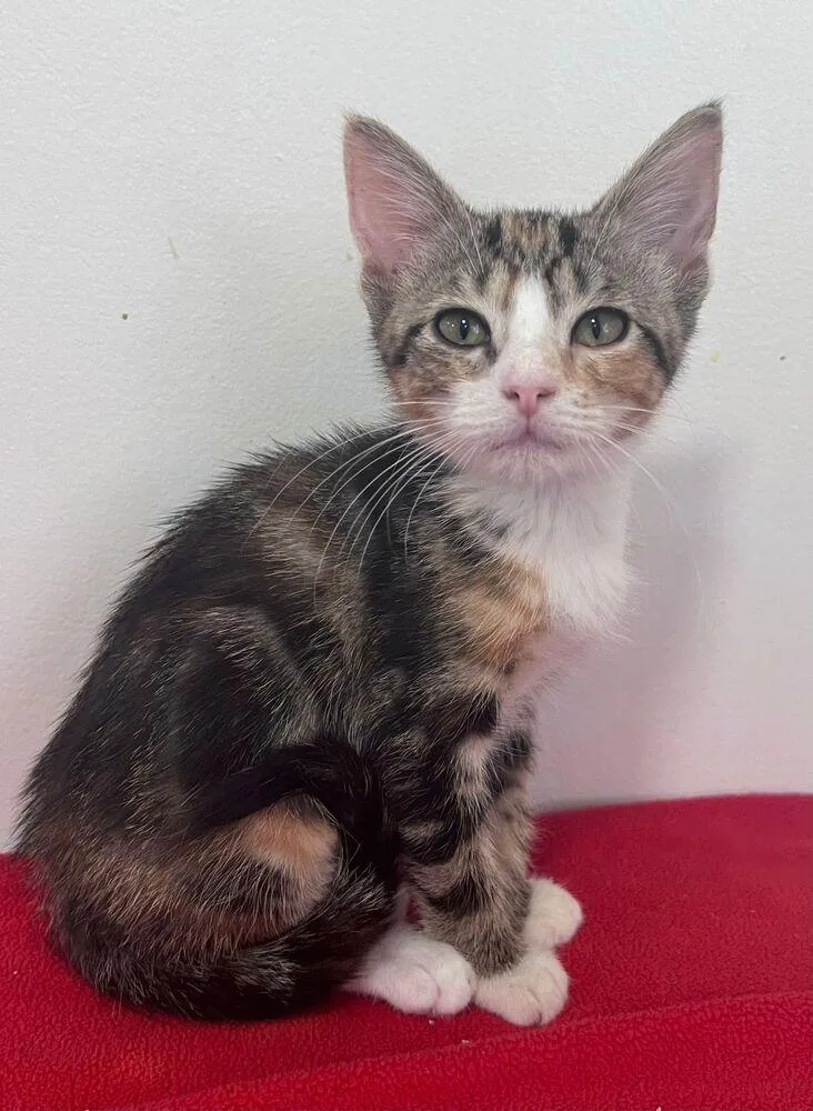 A baby small-sized female Domestic Short Hair cat named Anna for adoption in McPherson, KS