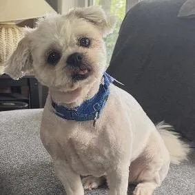 A senior small-sized female Shih Tzu dog named Mama for adoption in Portage, MI