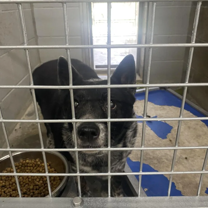 A senior small-sized female Black Australian Cattle Dog / Blue Heeler dog named Shay for adoption in Brookfield, MO