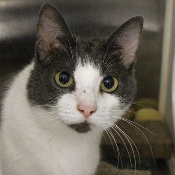 An adult small-sized female Domestic Short Hair cat named Tammy for adoption in Des Moines, IA