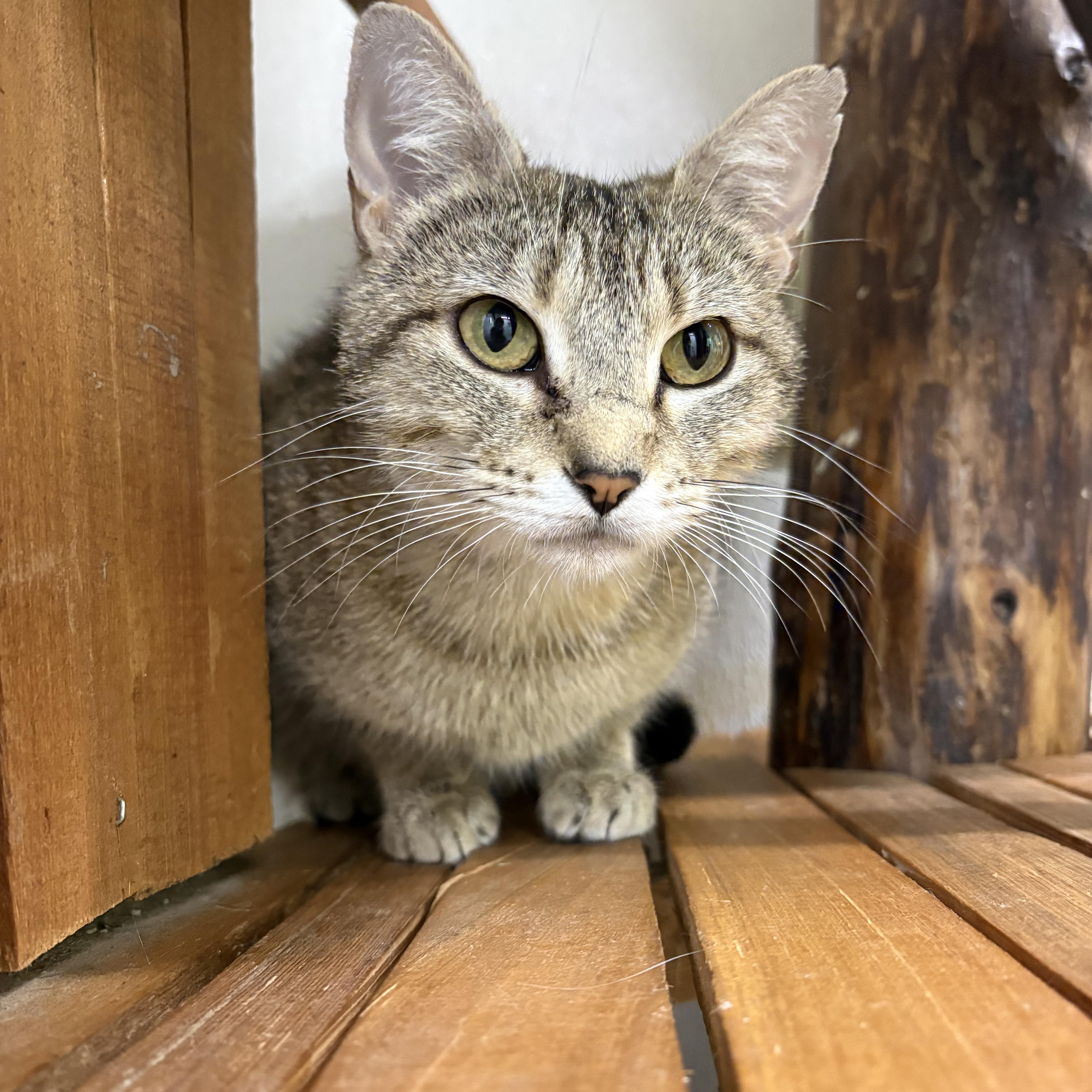 An adult medium-sized female Tabby (Gray / Blue / Silver) Domestic Short Hair cat named Cathy for adoption in Rossville, TN