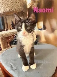 A baby small-sized female Black & White / Tuxedo Domestic Short Hair cat named Naomi for adoption in Ruskin, FL