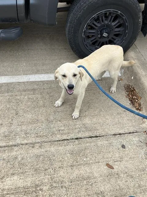 A baby large-sized female Mixed Breed dog named Aries for adoption in Dallas, TX