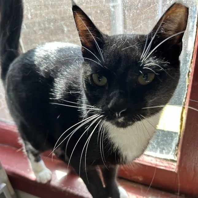 An adult medium-sized male Black Domestic Short Hair cat named Oreo for adoption in Alexandria, VA