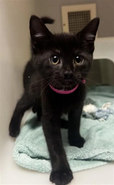A baby small-sized male Domestic Short Hair cat named Dirt Cake for adoption in Statesville, NC