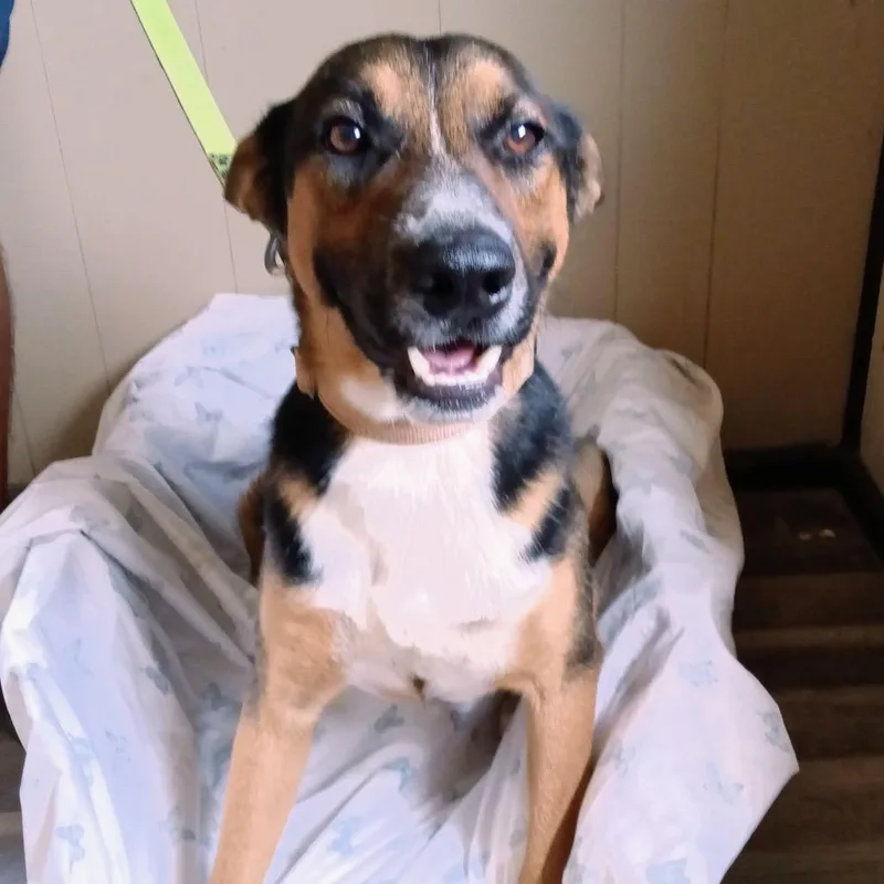 A young medium-sized male Black Shepherd dog named Rowen for adoption in Oceanside, NY