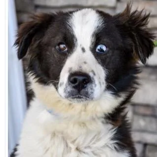 A young small-sized male Black Cocker Spaniel dog named Zoro for adoption in Tacoma, WA