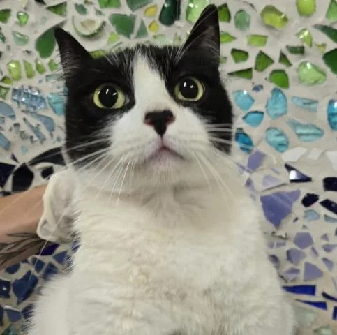 An adult large-sized female Domestic Short Hair cat named Rakan for adoption in Pensacola, FL