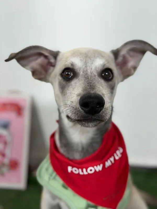 A baby medium-sized male Gray / Blue / Silver Whippet dog named Archie for adoption in Carlsbad, CA