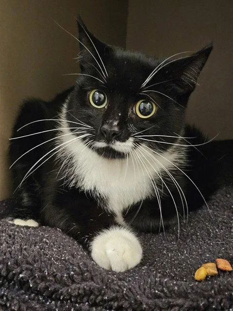 A young medium-sized male Domestic Short Hair cat named Josey for adoption in Clyde, NC