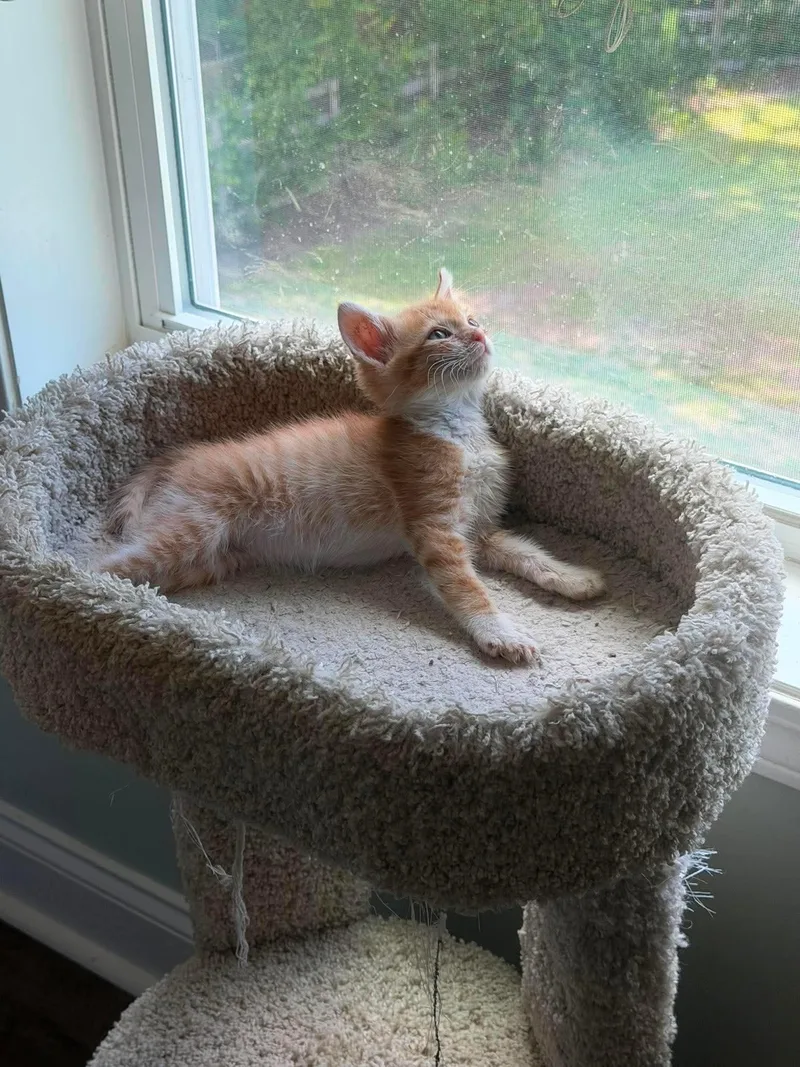 A baby medium-sized male Orange & White Domestic Short Hair cat named Jay for adoption in Aberdeen, NC