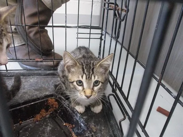 A baby small-sized male Domestic Short Hair cat named Sir Bartley for adoption in Ocala, FL
