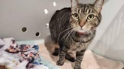An adult medium-sized male Domestic Short Hair cat named Gary for adoption in Ringoes, NJ