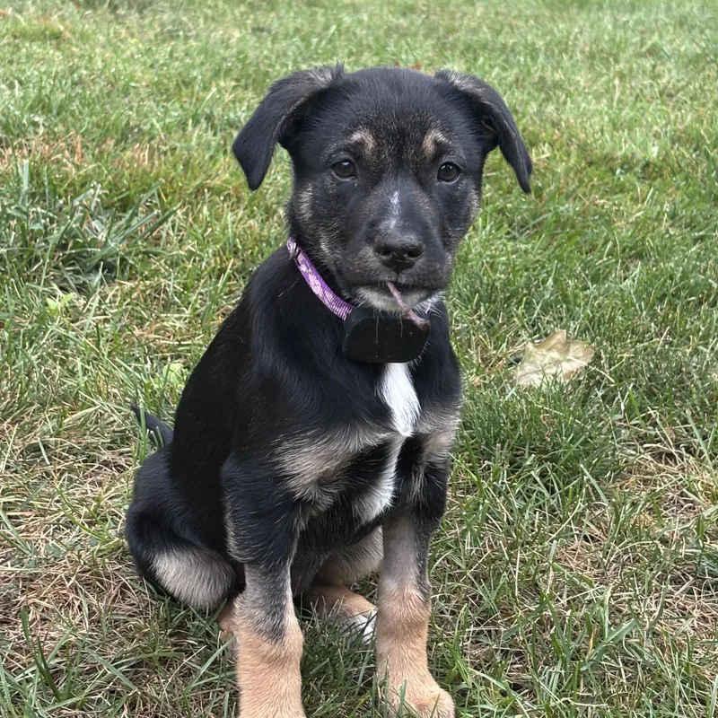Gina Regal  Local thumbnail 2