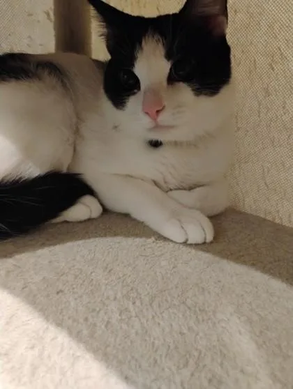 An adult small-sized male Domestic Short Hair cat named Venom for adoption in West Chester, PA