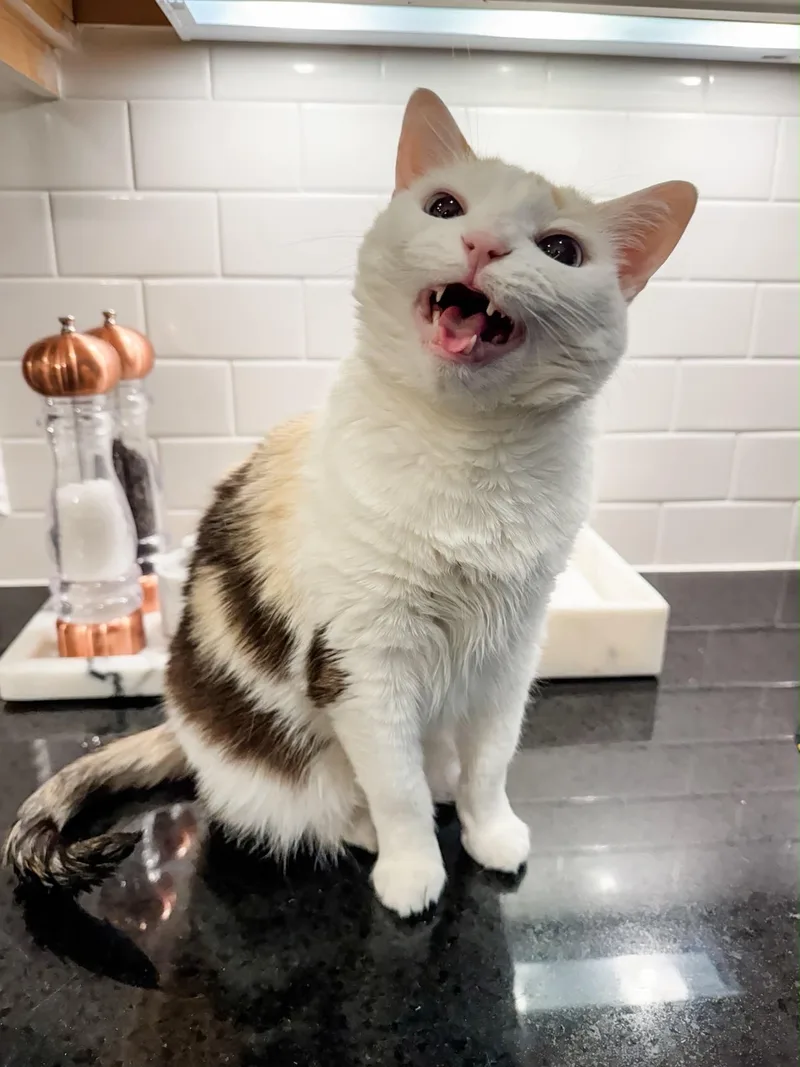 A senior large-sized female Calico cat named Renee for adoption in Charlotte, NC