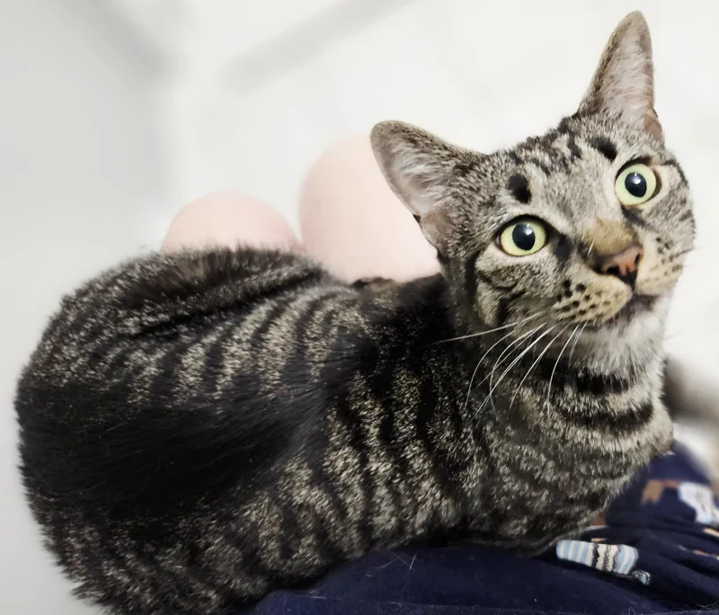 A young medium-sized female Tabby (Brown / Chocolate) Tabby cat named RamonaLAP CAT for adoption in Berlin, CT
