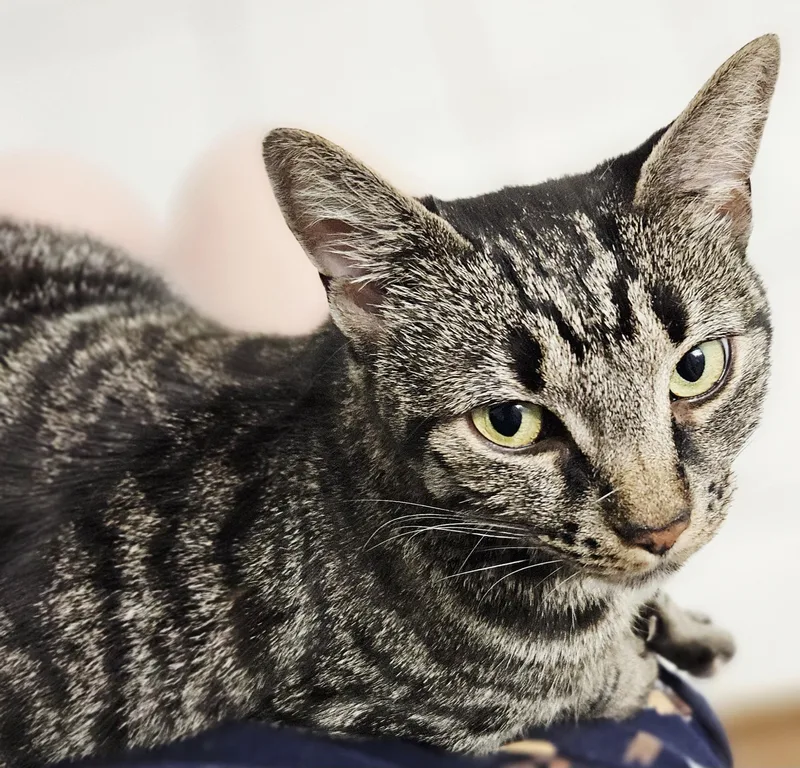 RamonaLAP CAT thumbnail 2