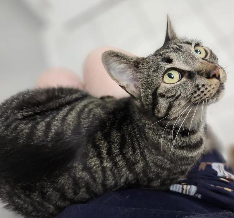 RamonaLAP CAT thumbnail 3