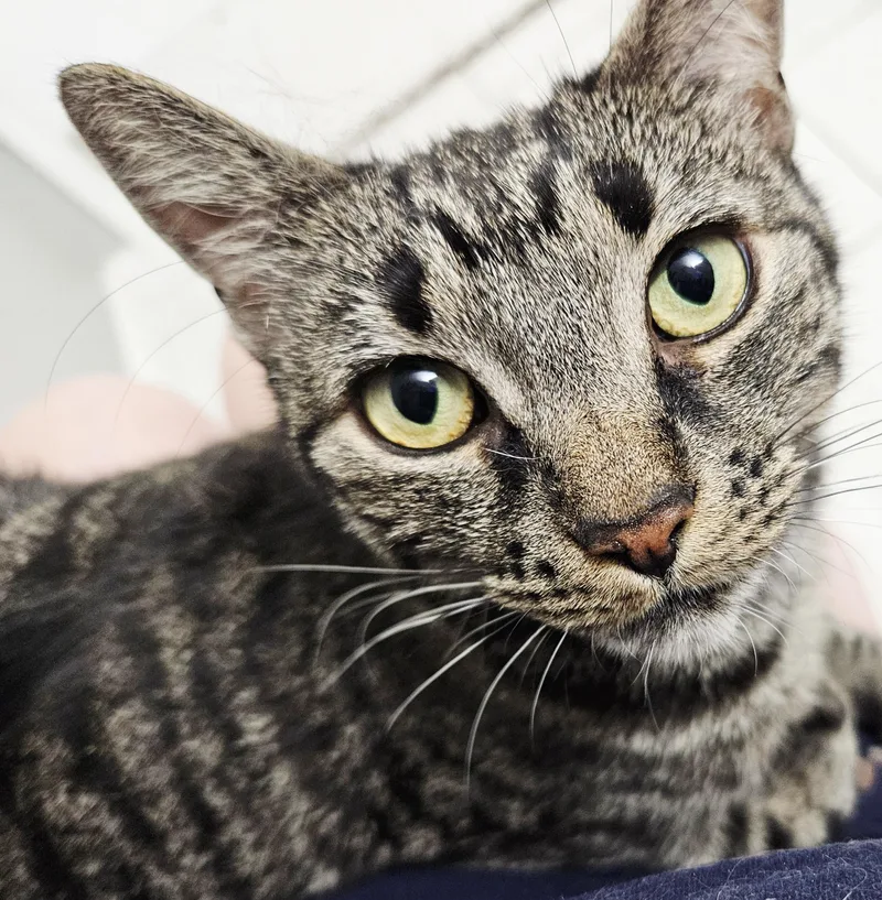 RamonaLAP CAT thumbnail 4