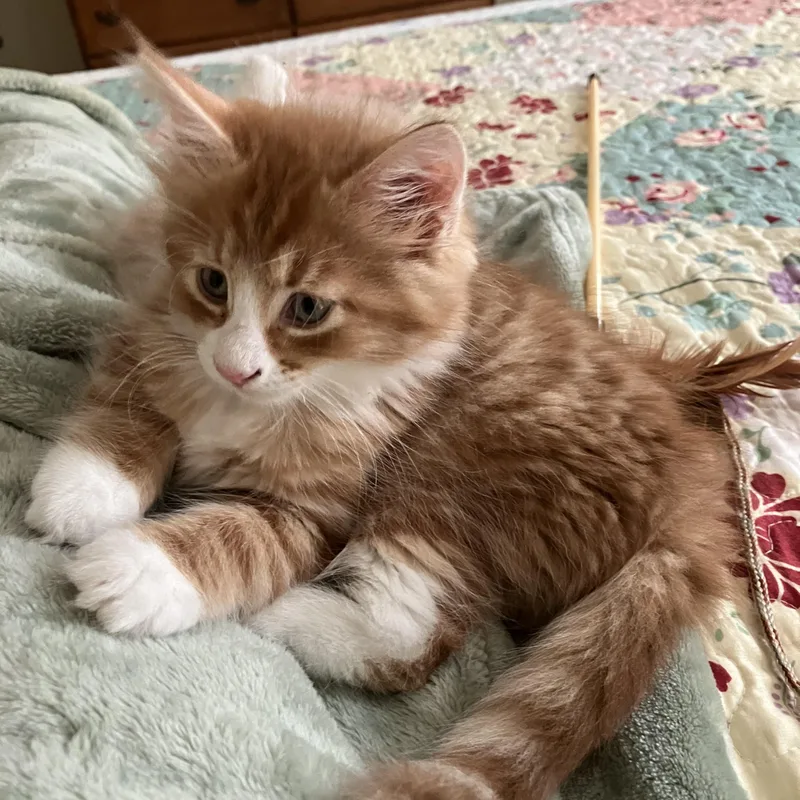 A baby medium-sized male Domestic Medium Hair cat named Ron for adoption in Germansville, PA