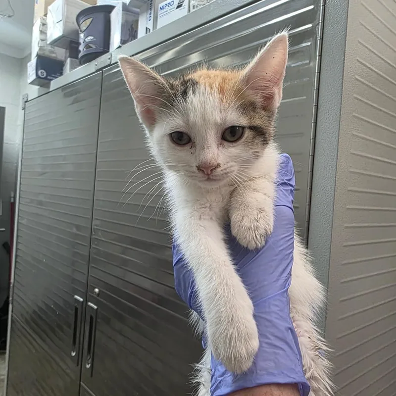 A baby small-sized female Calico Domestic Short Hair cat named Banana for adoption in Clanton, AL