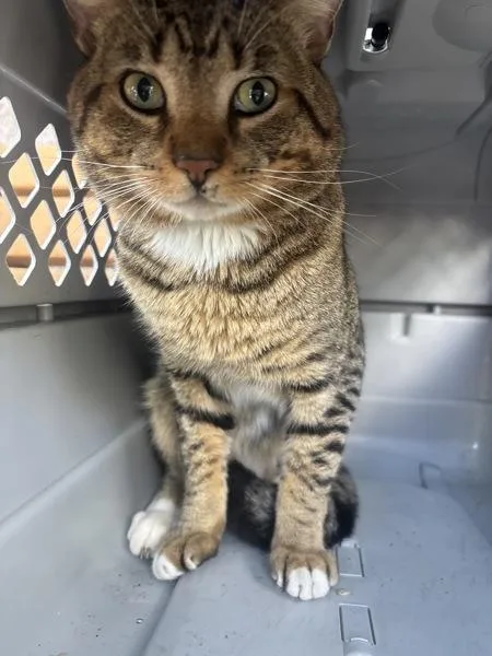 An adult medium-sized male Domestic Short Hair cat named Neville for adoption in New York, NY