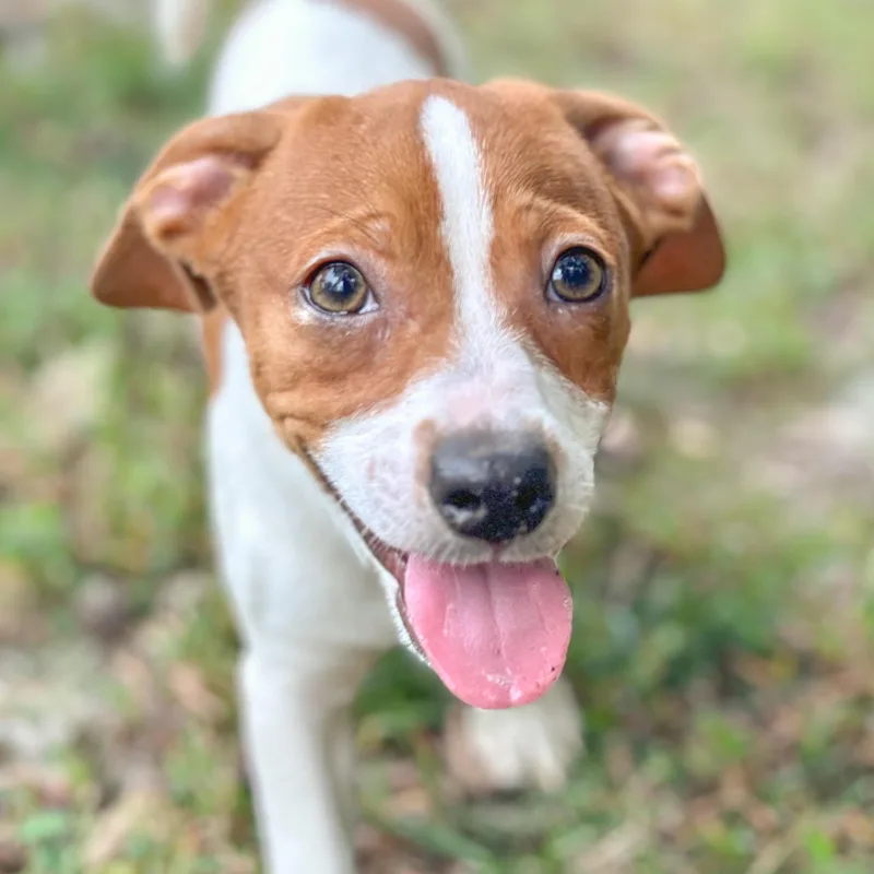 Drake thumbnail 5