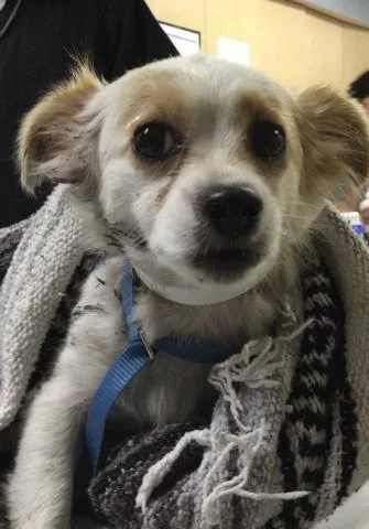 An adult small-sized female Chihuahua dog named A for adoption in Riverside, CA