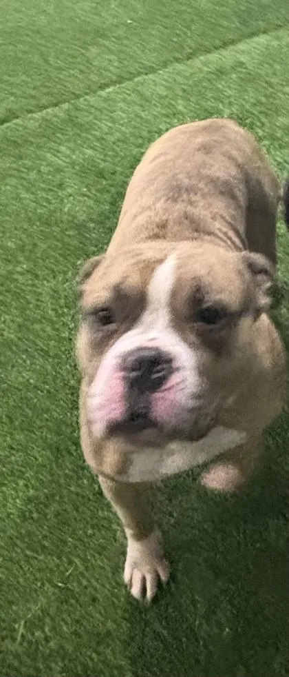 An adult medium-sized female Mixed Breed dog named Nina for adoption in West Chester, PA