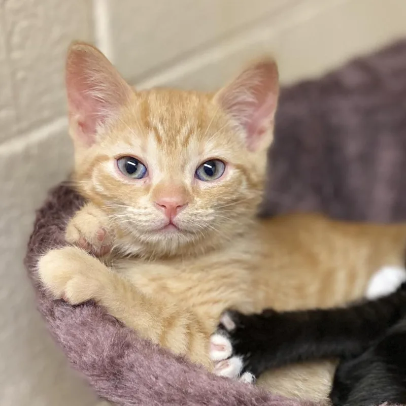 A baby small-sized female Orange / Red Domestic Short Hair cat named Daisy Duck for adoption in Los Angeles, CA