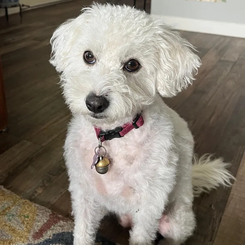 Bella